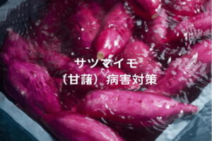 サツマイモ（甘藷）の主な病気一覧（画像付き）！ 防除対策と「基腐病」最新情報も