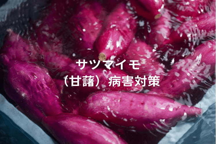 サツマイモ（甘藷）の主な病気一覧（画像付き）！ 防除対策と「基腐病」最新情報も