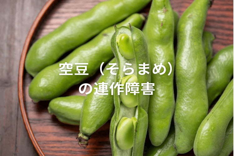 【空豆（そらまめ）の連作障害対策】輪作年限や前作・後作に適した作物は？
