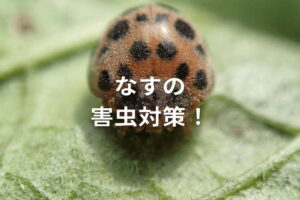 【ナスの害虫】テントウムシダマシの駆除方法は？農薬と防除対策を解説