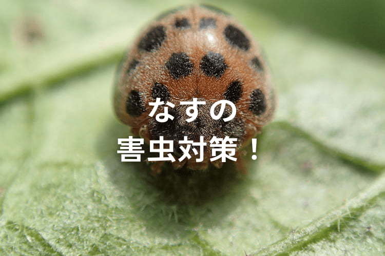 【ナスの害虫】テントウムシダマシの駆除方法は？農薬と防除対策を解説