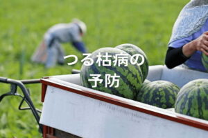 つる枯病とは？きゅうりやスイカの収量を保つ、効果的な防除対策を解説！