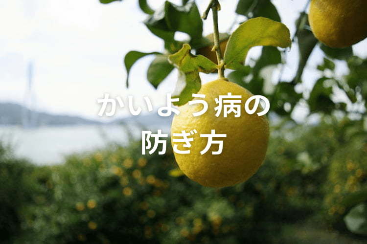 かいよう病はレモンの大敵！ 早期に防除の徹底を