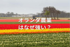 オランダ農業はなぜ強い？生産性を上げる最新技術と経営戦略の特徴