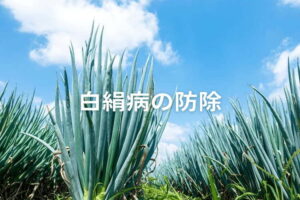 【ネギ白絹病】発生時期と症状、農薬・防除方法を紹介（写真付き）