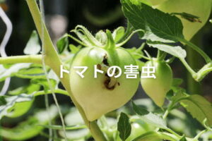 【トマトの害虫】オオタバコガを適切防除！ 使える農薬と対策一覧