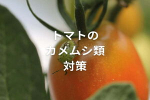【トマトのカメムシ対策】害虫の見分け方と防除方法（写真付き）