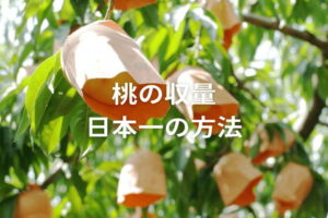 【桃の収穫量ランキング】日本一の都道府県は？名産地から学ぶ生産技術
