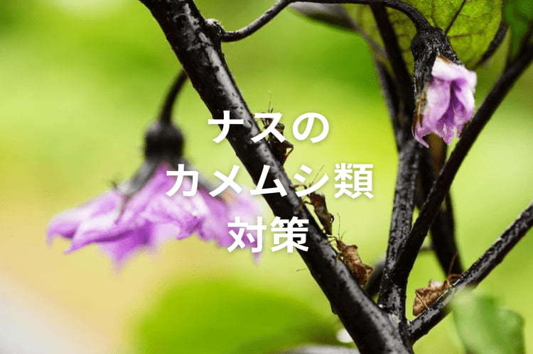 ナスのカメムシ類対策は初期防除が重要！実は農家の味方になる種類も