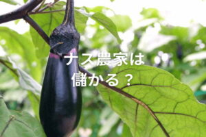 ナス農家は儲かる？ 露地・施設別の年収や高収入をめざすポイントを解説
