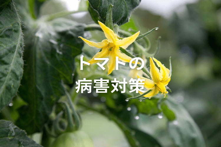 斑点細菌病の原因や防除方法は？ トマトの病害対策と適用農薬を詳細解説