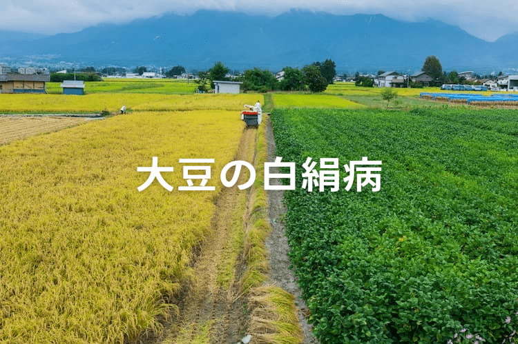 白絹病から大豆を守る！水田転作で麦類を輪作する場合は特に注意。発生原因や防除対策を知っておこう