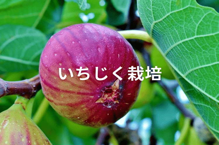 いちじくの収穫時期はいつ？品種ごとのタイミングと収穫量の目安を解説