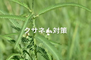 水田雑草「クサネム」対策！種子混入を防ぐ、効果的な防除体系
