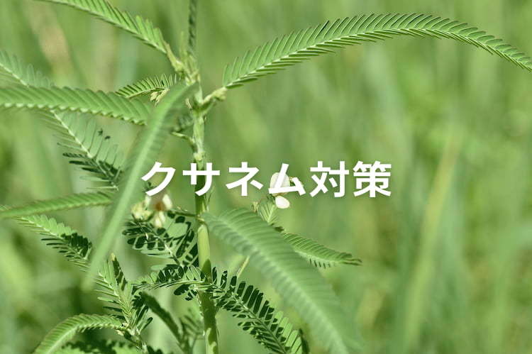 水田雑草「クサネム」対策！種子混入を防ぐ、効果的な防除体系