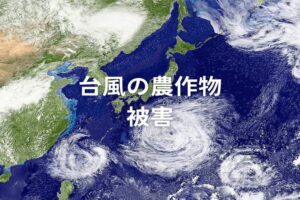 台風による農作物被害を防ぐには？ 栽培方法別の対策と、事後処理のポイント