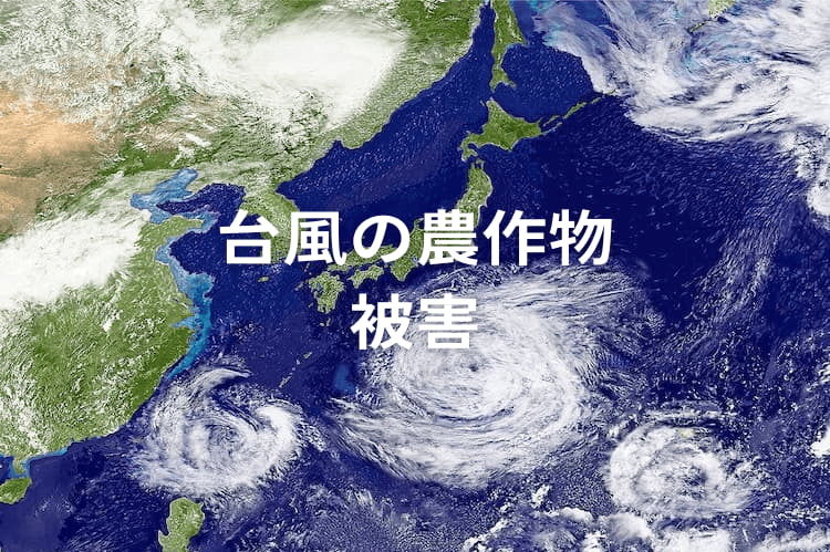 台風による農作物被害を防ぐには？ 栽培方法別の対策と、事後処理のポイント