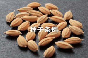 種子法廃止で起きた農家の不安｜自治体の「種子条例」が種もみを守る？