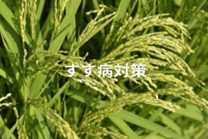 水稲の「すす病」を防ぐ！原因となる害虫と、防除に使える農薬情報