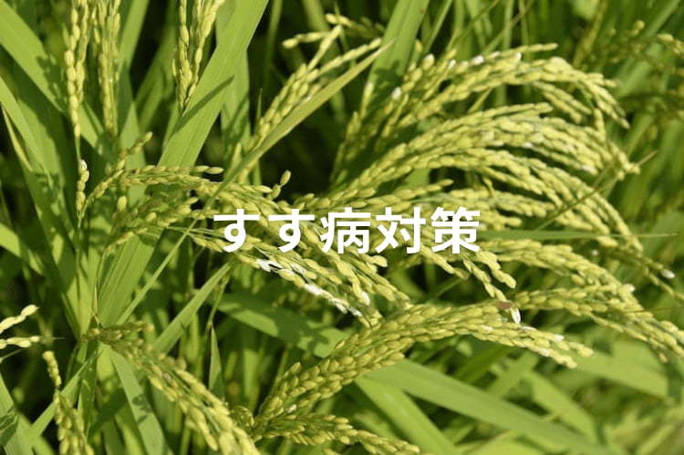 水稲の「すす病」を防ぐ！原因となる害虫と、防除に使える農薬情報