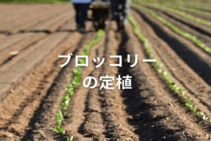 【ブロッコリーの定植】時期や作業のポイント､水田裏作における排水方法
