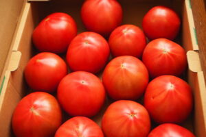 【トマトの高温障害】症状・対策を解説！酷暑でも収量を落とさない栽培方法