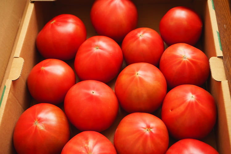 【トマトの高温障害】症状・対策を解説！酷暑でも収量を落とさない栽培方法