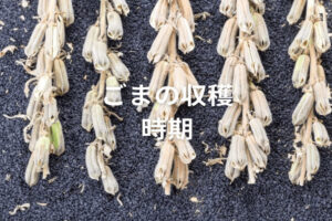 【ごまの収穫方法】収穫時期はいつ？収穫後の栽培管理も解説