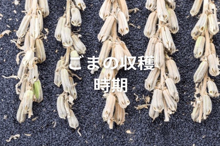 【ごまの収穫方法】収穫時期はいつ？収穫後の栽培管理も解説