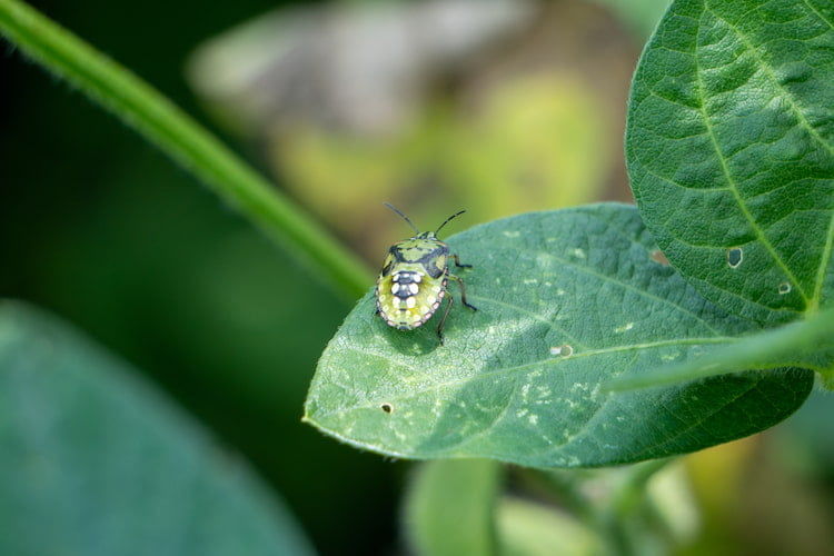 【カメムシ類対策】水稲・枝豆に使える農薬は？ 効果を高める防除方法も解説