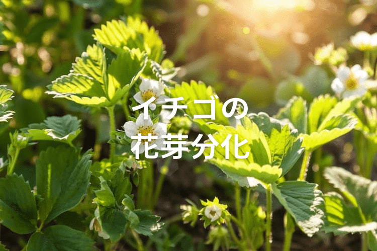 イチゴの花芽分化を促進する方法と収量アップのポイント