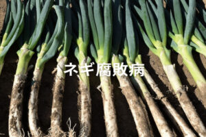 【ネギ腐敗病対策】種類や発生原因と防除策を解説