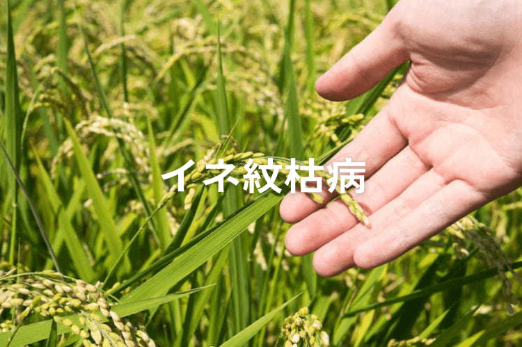 水稲「イネ紋枯病」はほ場全体の脅威に。被害を抑えるために知っておくべき防除対策