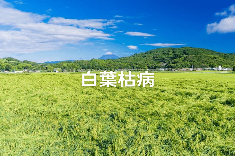 水稲を白葉枯病から守る！ まん延を防止する5つの対策とは