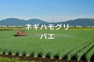 ネギハモグリバエとは？ 起こす被害と特徴､防除対策