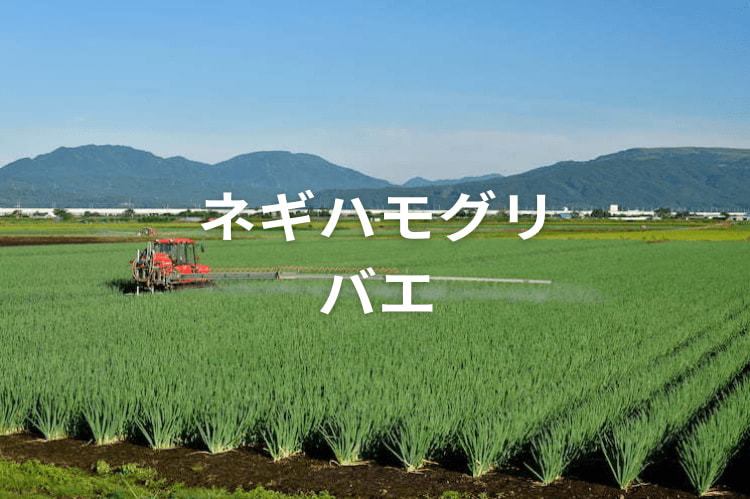 ネギハモグリバエとは？ 起こす被害と特徴､防除対策