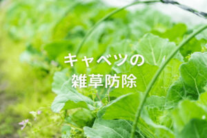 キャベツに適用のある除草剤は？ 大規模栽培にも効果的な雑草対策まとめ