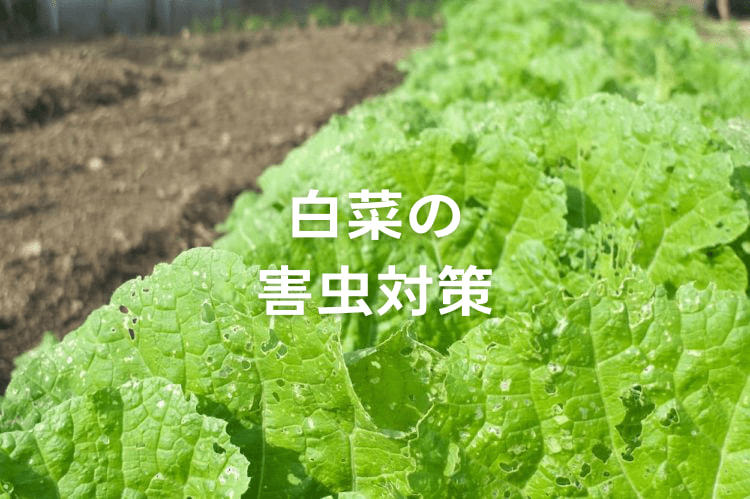 【白菜の害虫対策】虫の種類一覧とおすすめの農薬・駆除方法（写真付き）