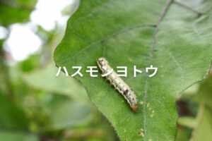 【ハスモンヨトウ対策】ナスの天敵・ヨトウムシ類の防除方法と適用農薬