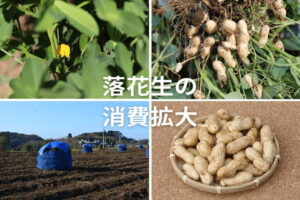 落花生の最新生産量ランキング！ 生産＆消費拡大をめざす産地の取り組みとは？