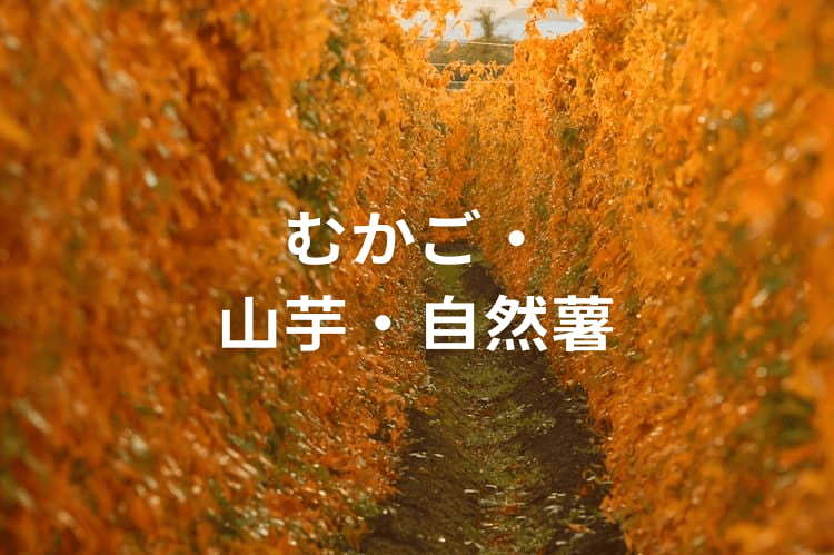 ハウス栽培も可能！ むかご・山芋・自然薯の栽培方法を解説