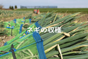 ネギ収穫機おすすめ3選！ 価格別の製品例と導入メリットを解説