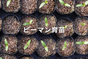 ピーマンの発芽日数・適温は？育苗管理のポイントを解説