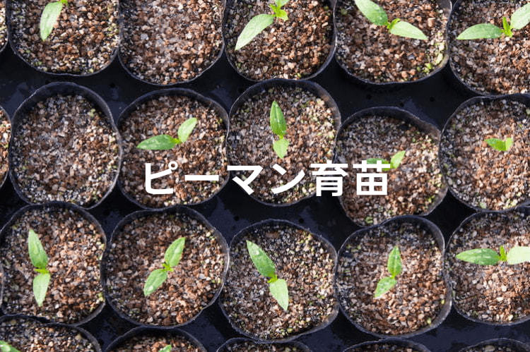 ピーマンの発芽日数・適温は？育苗管理のポイントを解説