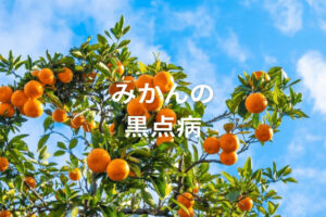 【みかん黒点病】原因と防除対策、効果的な農薬を解説