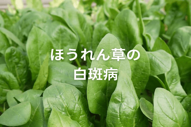 ほうれん草の白斑病に要注意！特徴や防除法を解説