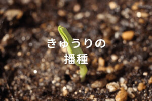 きゅうりの播種（種まき）時期を見極める！ 長期間収穫を狙うコツとは