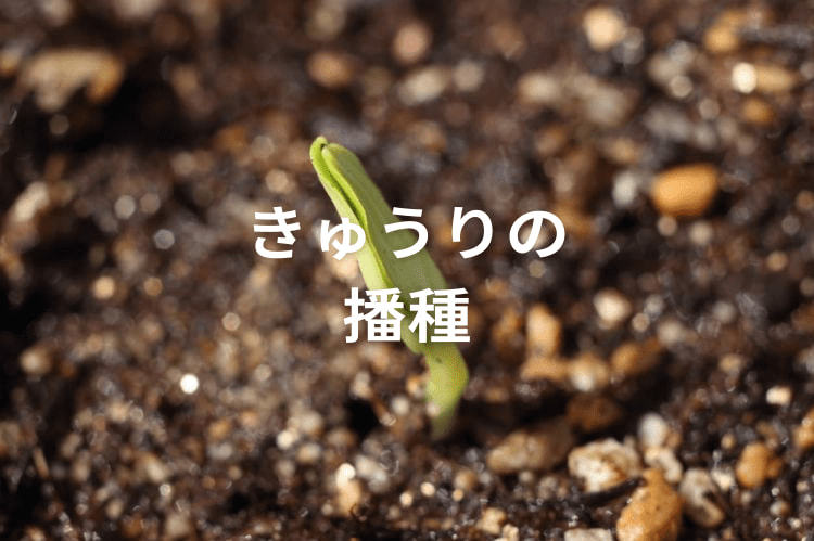 きゅうりの播種（種まき）時期を見極める！ 長期間収穫を狙うコツとは