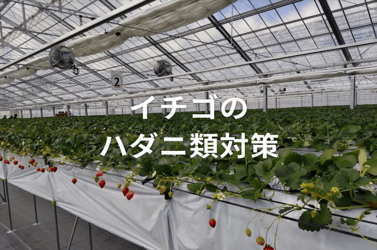 イチゴのハダニ類対策！ 防除に使える農薬・殺ダニ剤おすすめ一覧