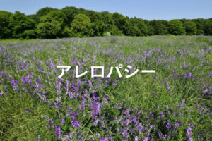 アレロパシーとは？ 効果が強い植物と農業での活用例